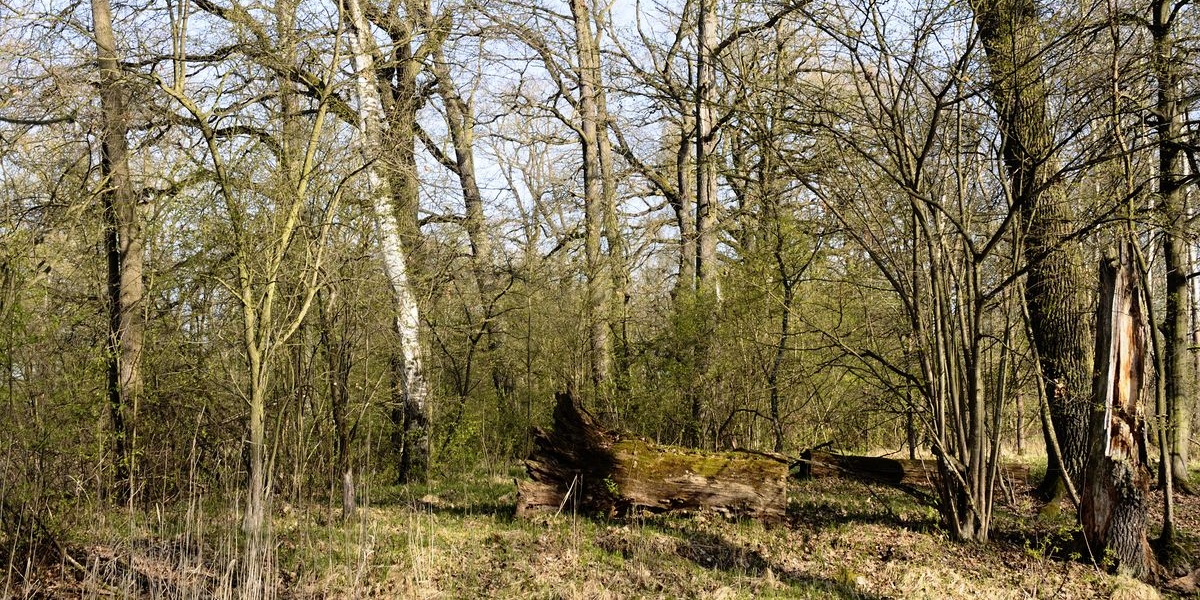 lužní les v NPR Velký a Malý Tisý, foto RNDr. Jan Ševčík
