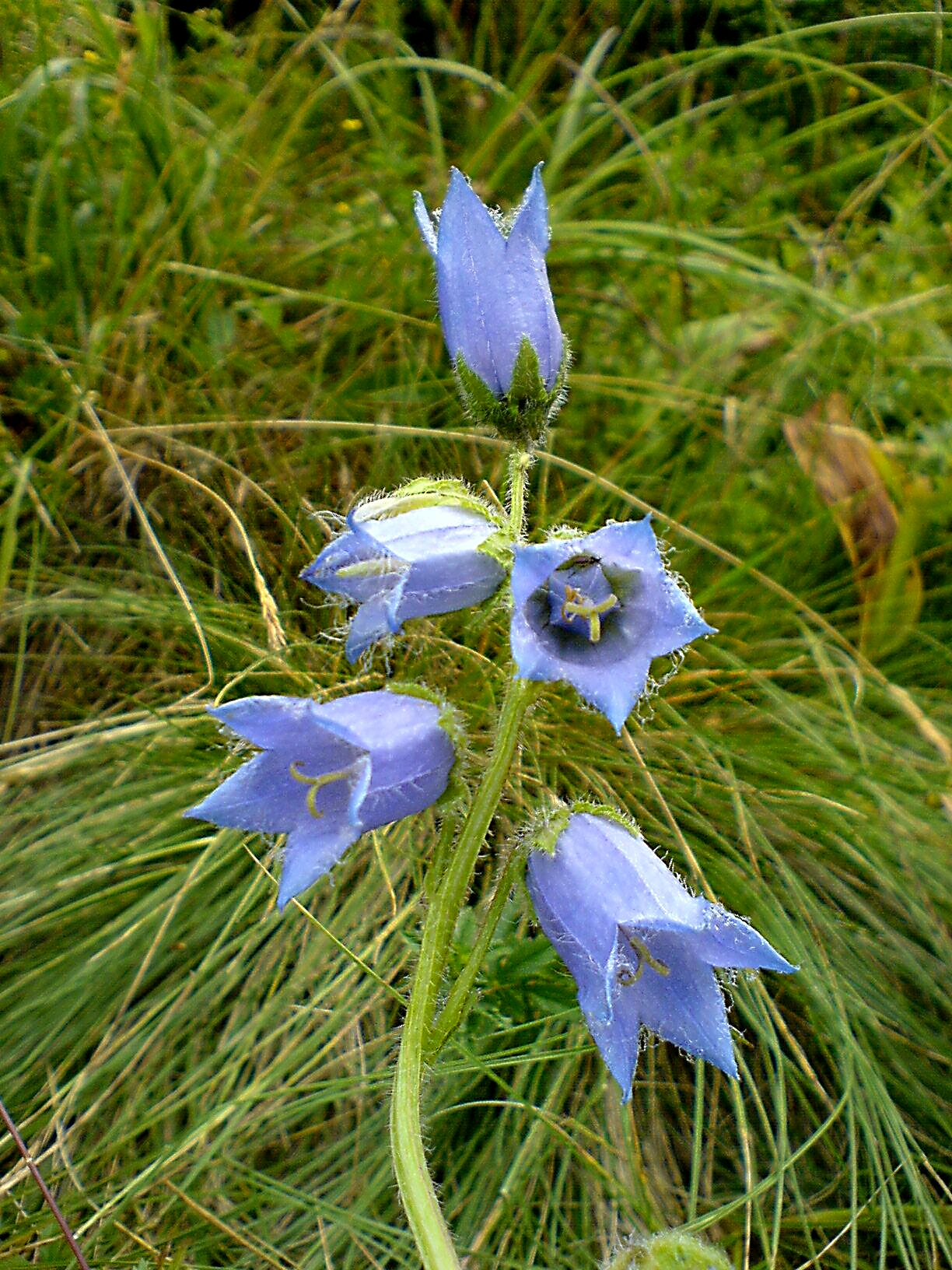 Campanula barbata