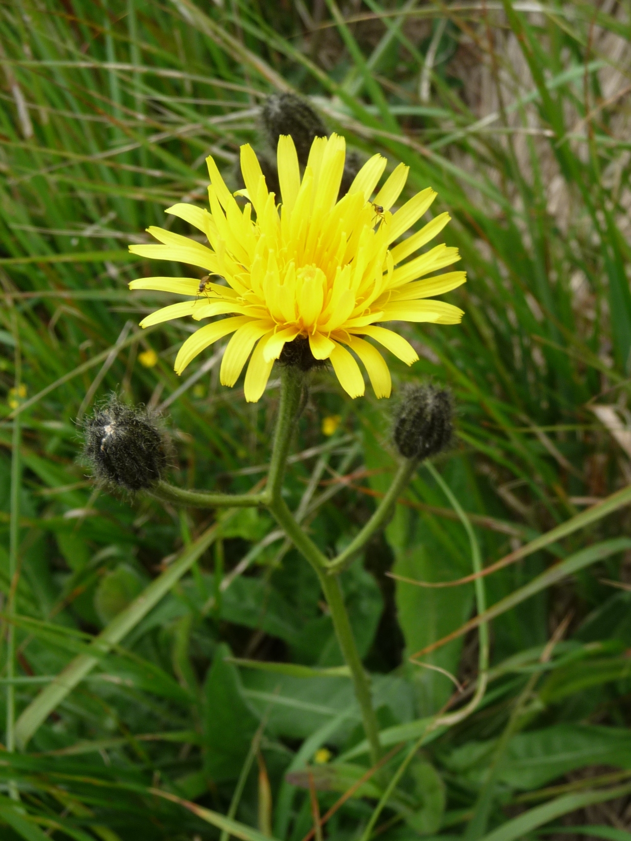 Crepis conyzifolia