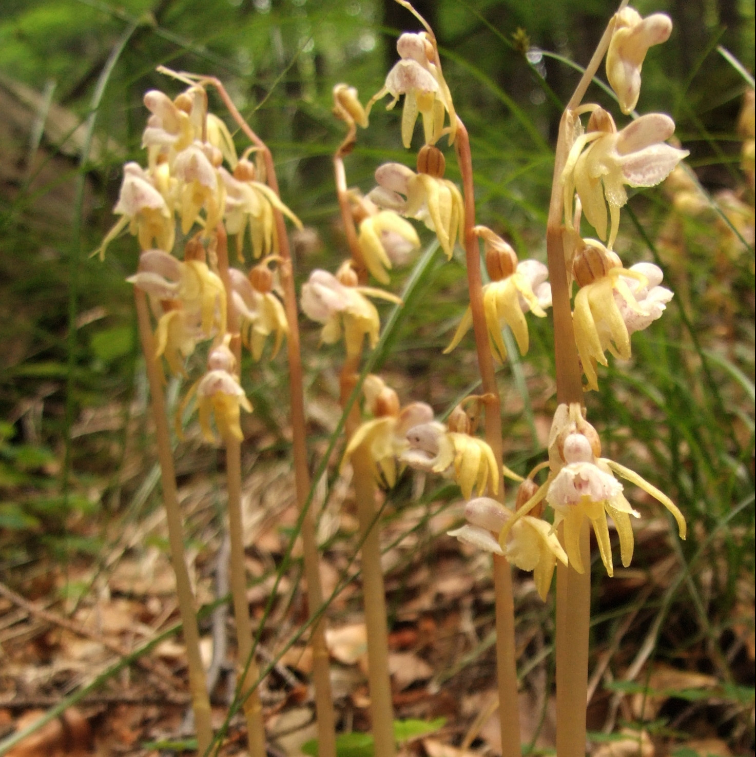 Epipogium aphyllum