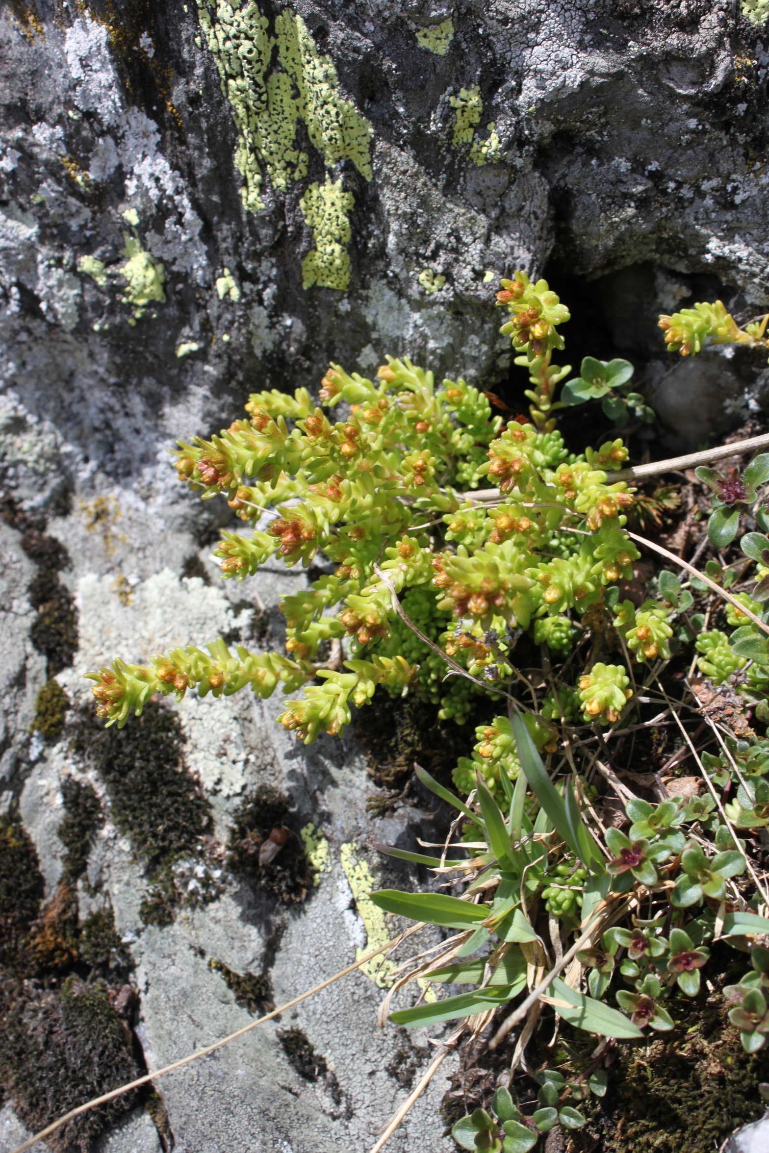 Sedum alpestre